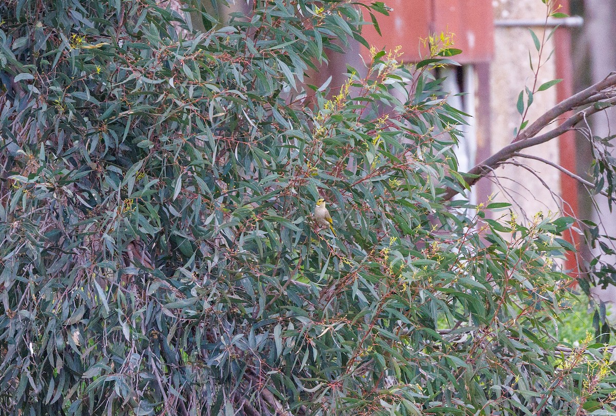 White-plumed Honeyeater - Paul Rankin