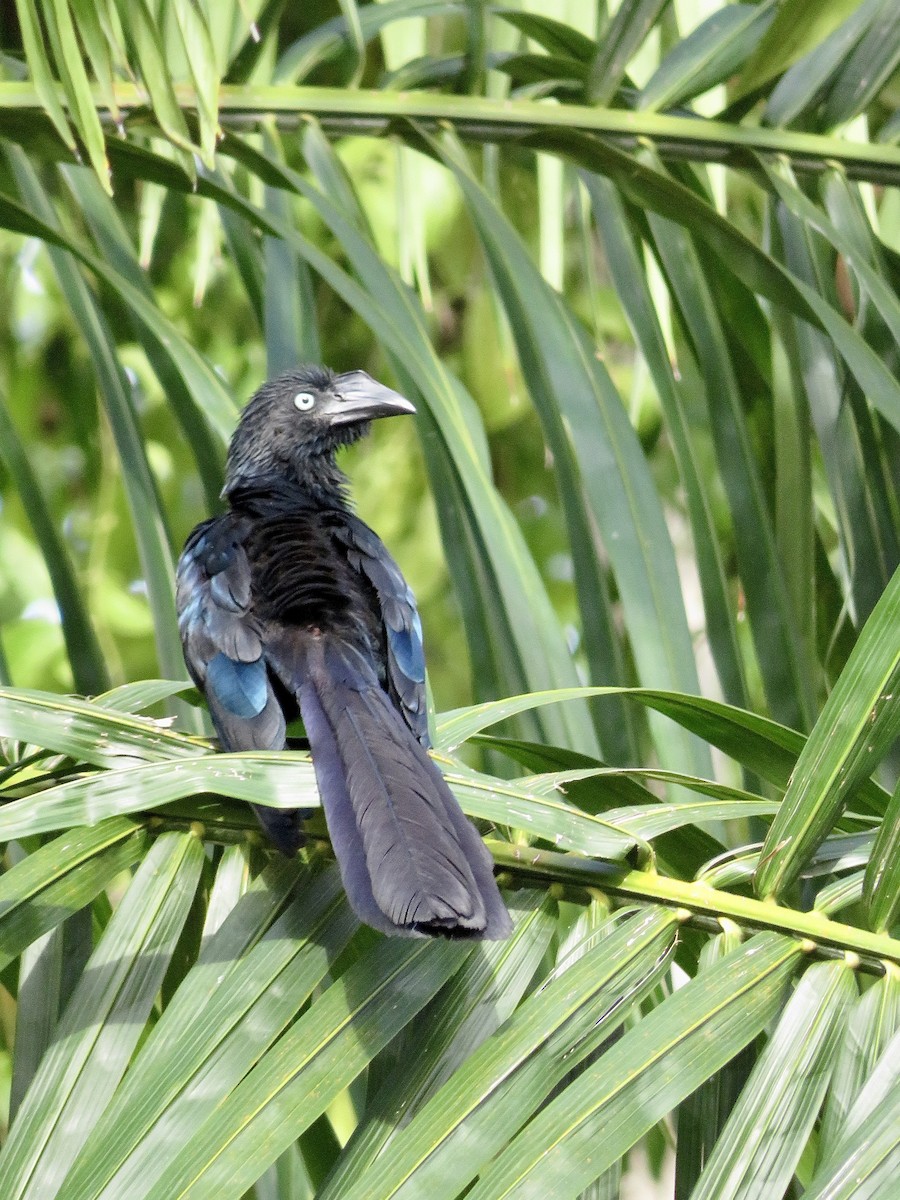 Greater Ani - ML625565128