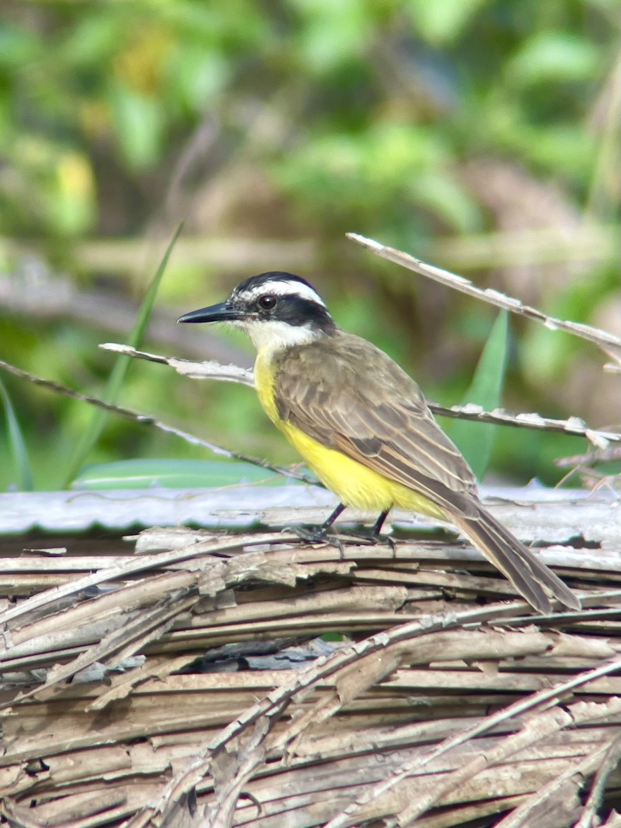 Lesser Kiskadee - ML625565148