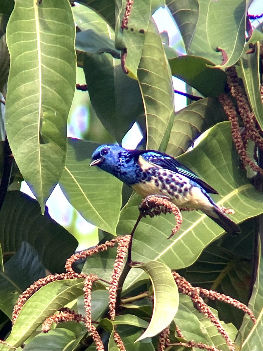 Turquoise Tanager - ML625565151