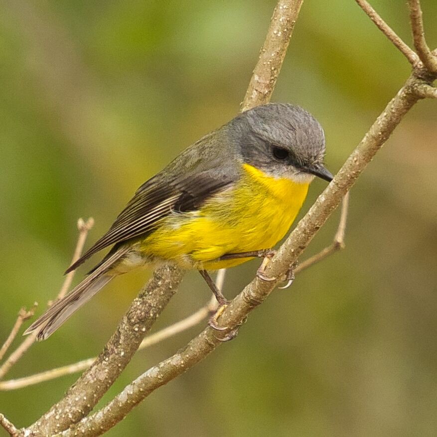 Eastern Yellow Robin - ML625565204