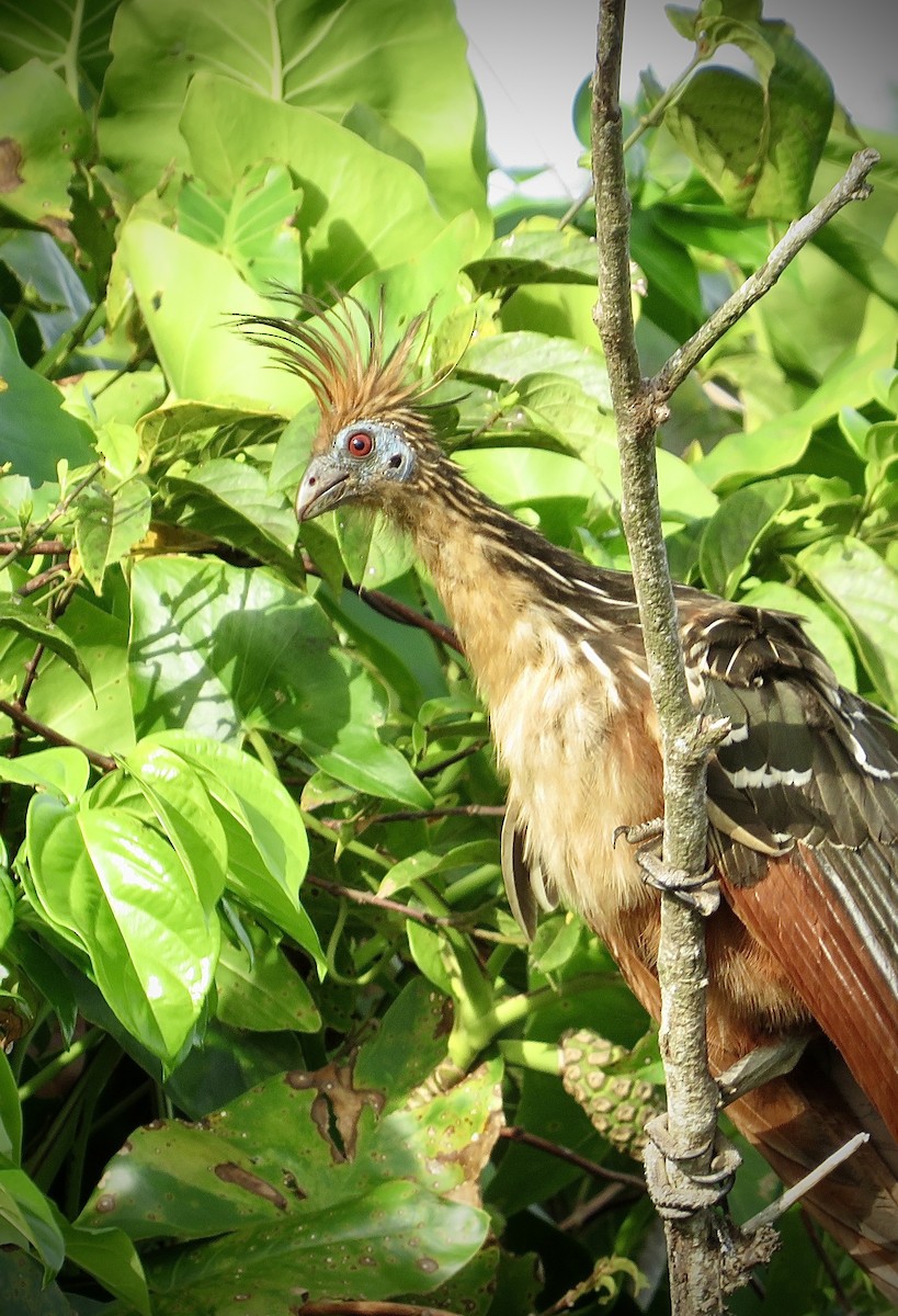 Hoatzin - ML625565206