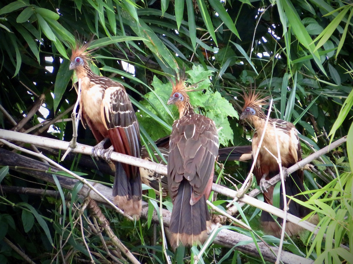 Hoatzin - ML625565207