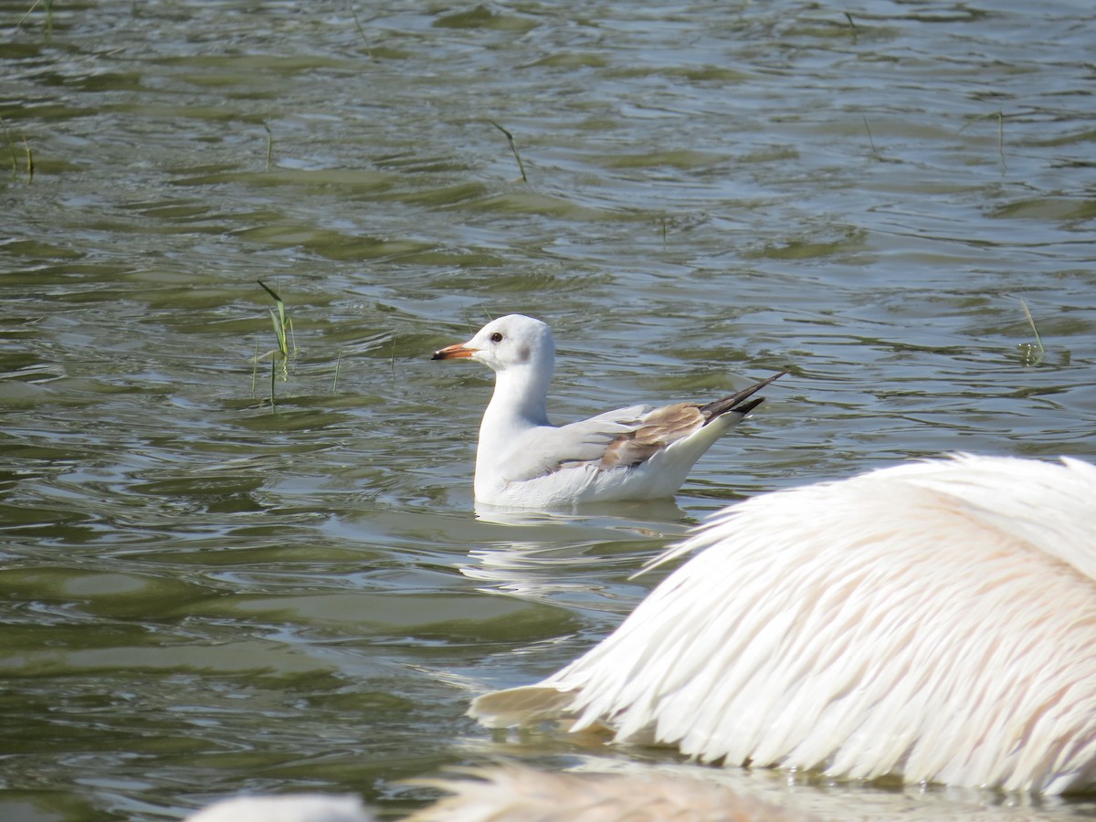 Gray-hooded Gull - ML625565214