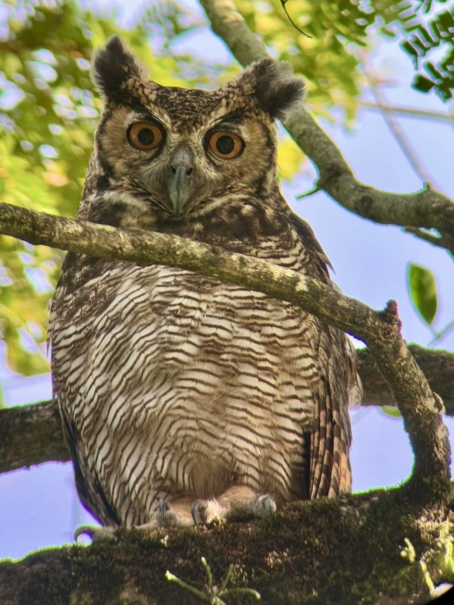 Great Horned Owl - ML625565222