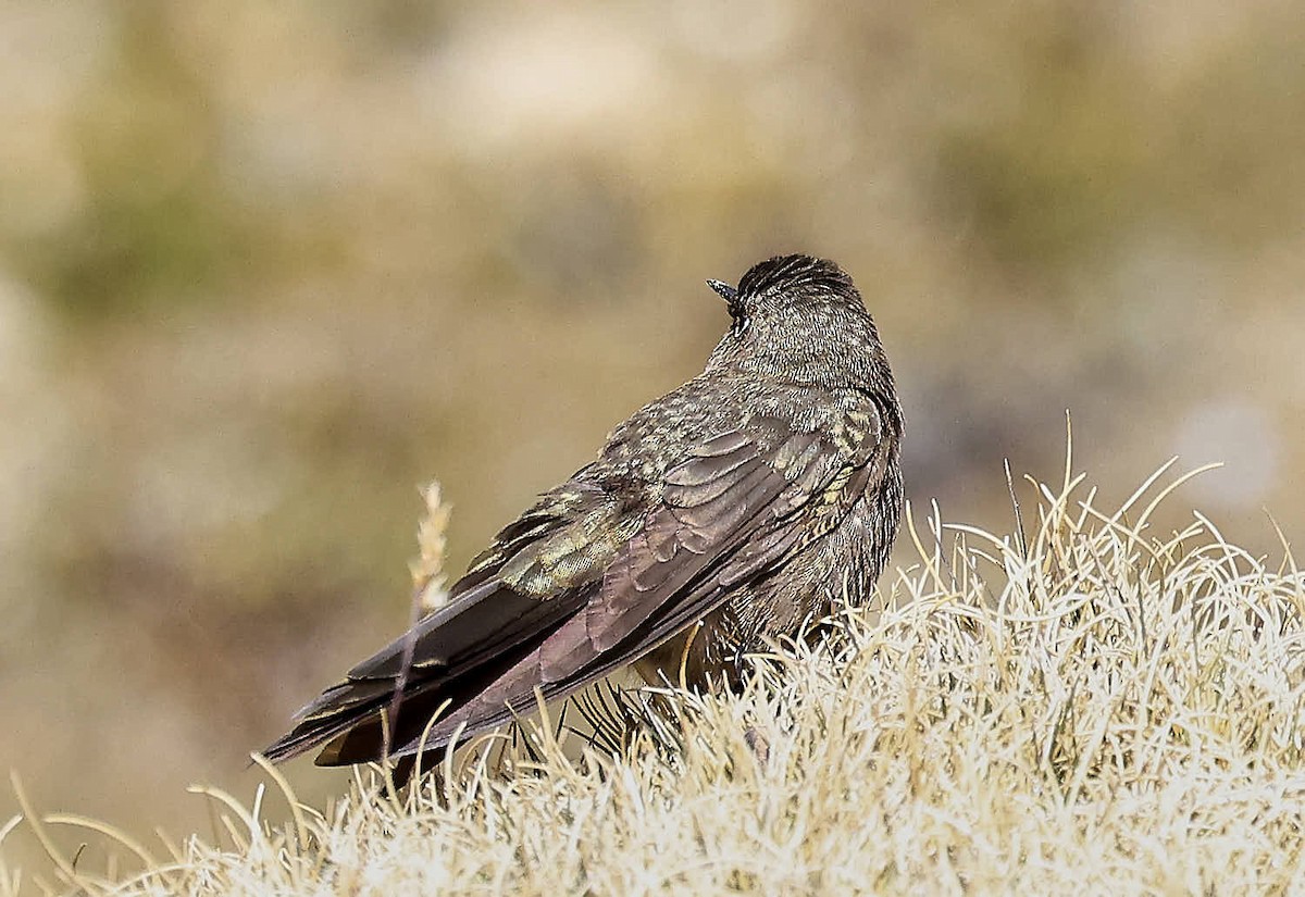 Olivaceous Thornbill - ML625565245