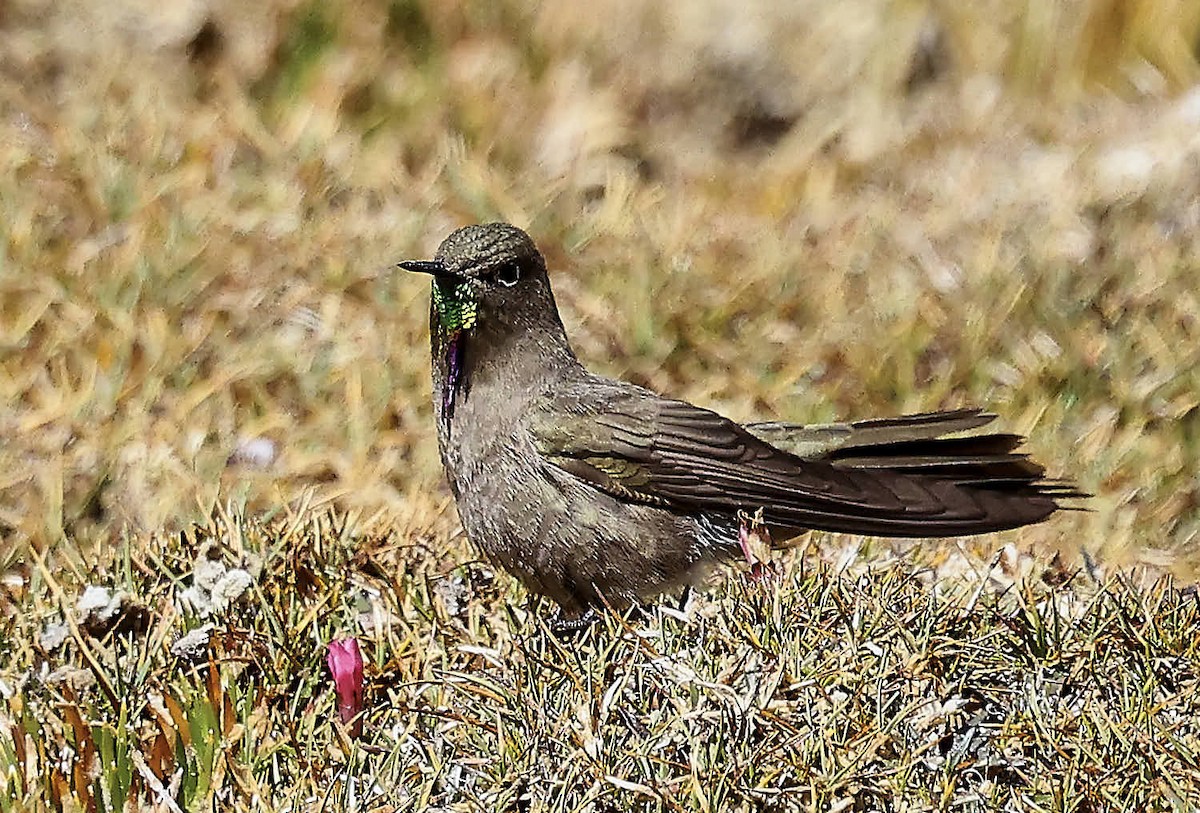 Olivaceous Thornbill - ML625565246