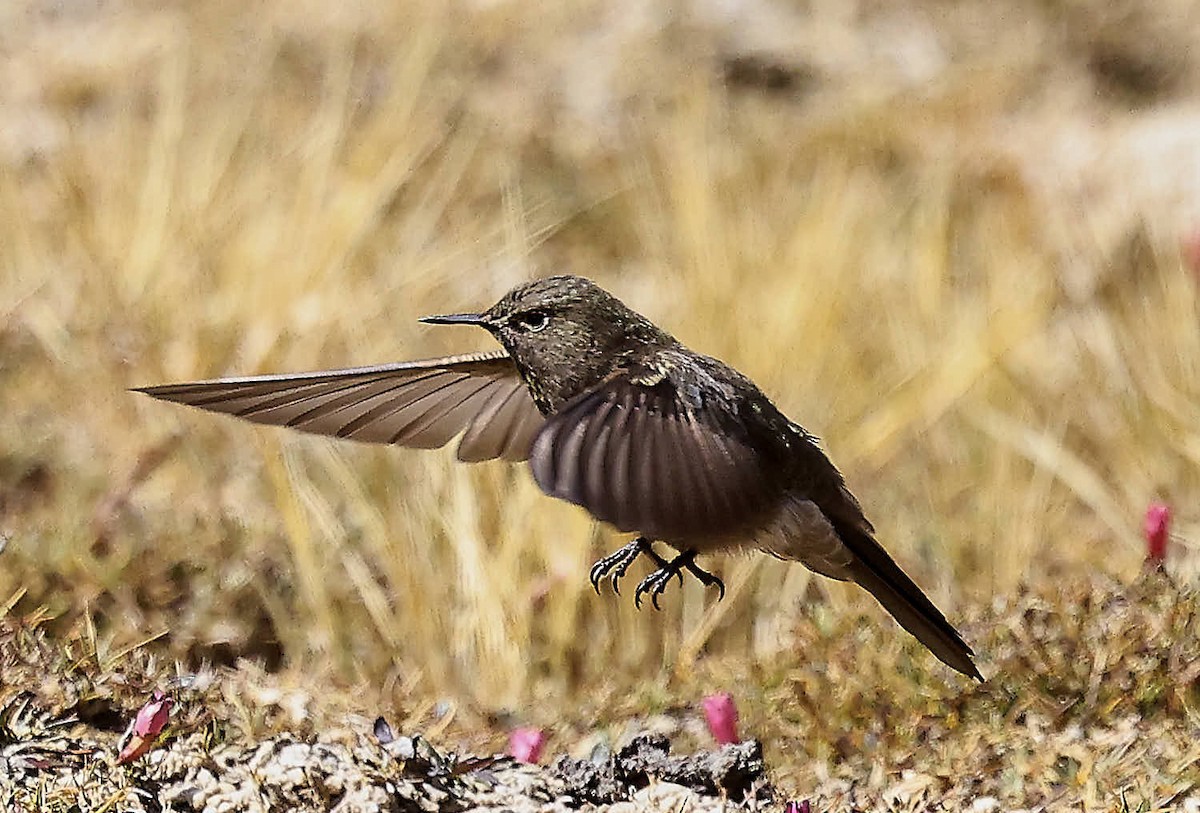 Olivaceous Thornbill - ML625565247