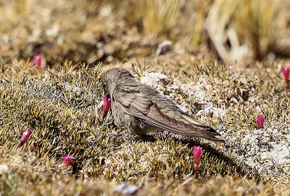 Olivaceous Thornbill - ML625565249