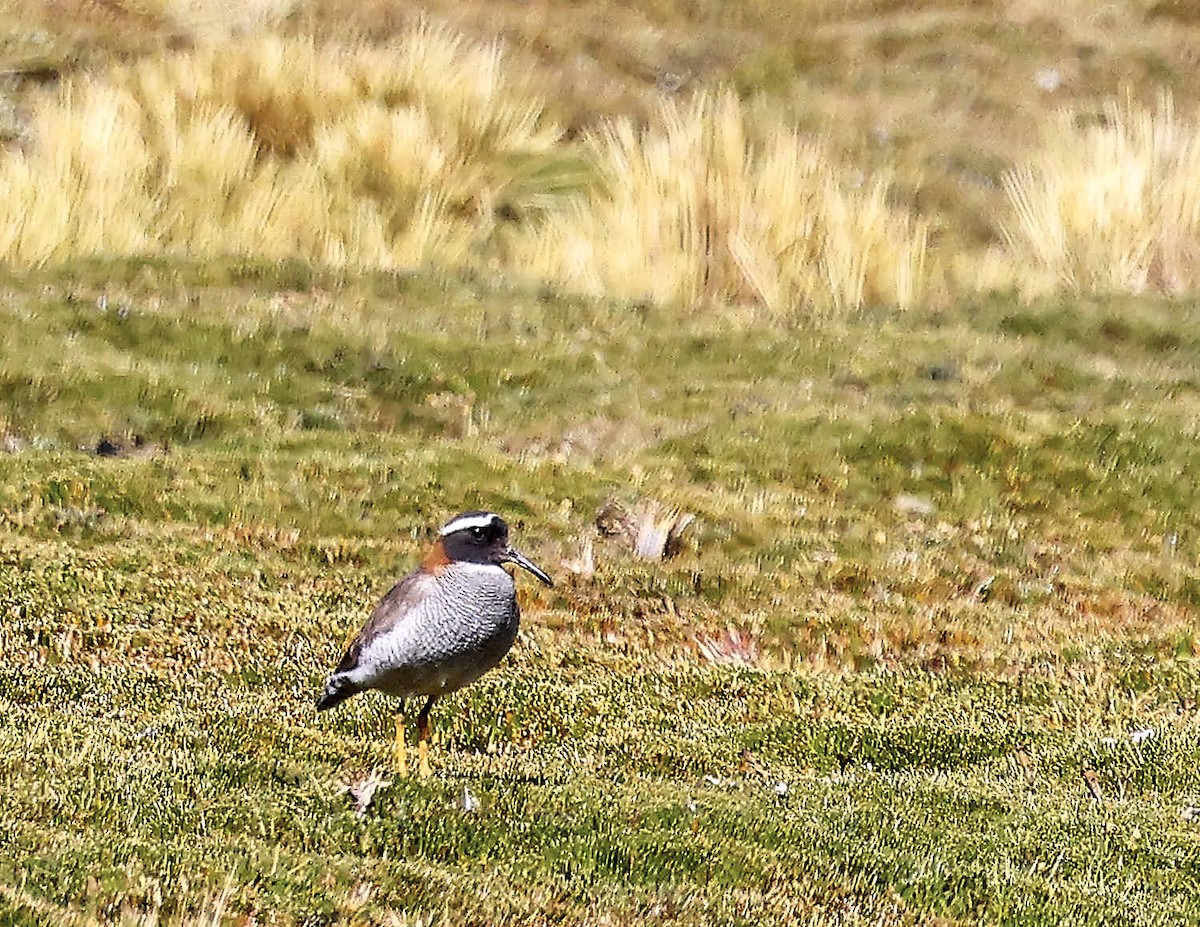 Diademed Sandpiper-Plover - ML625565258