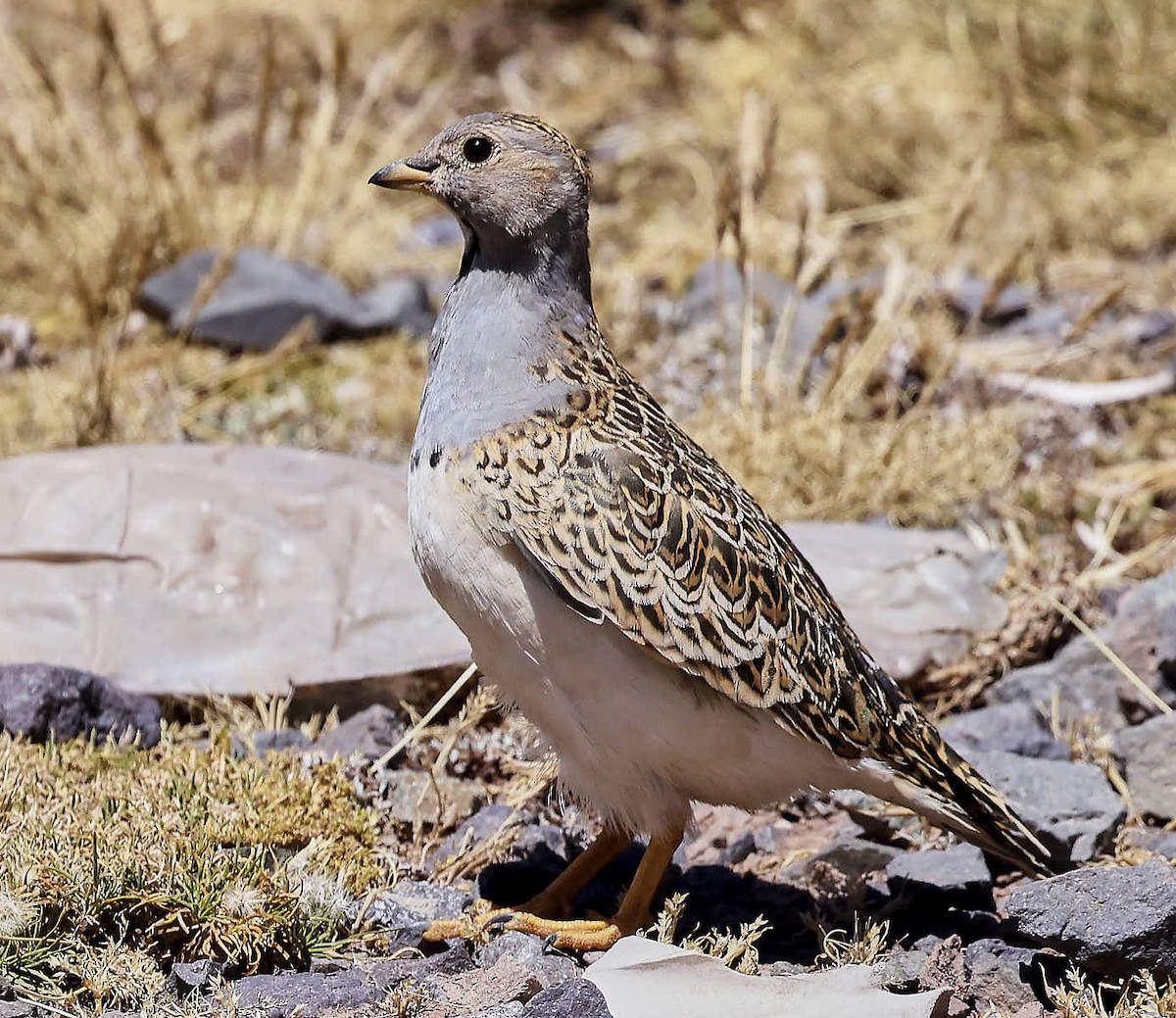 Gray-breasted Seedsnipe - ML625565266