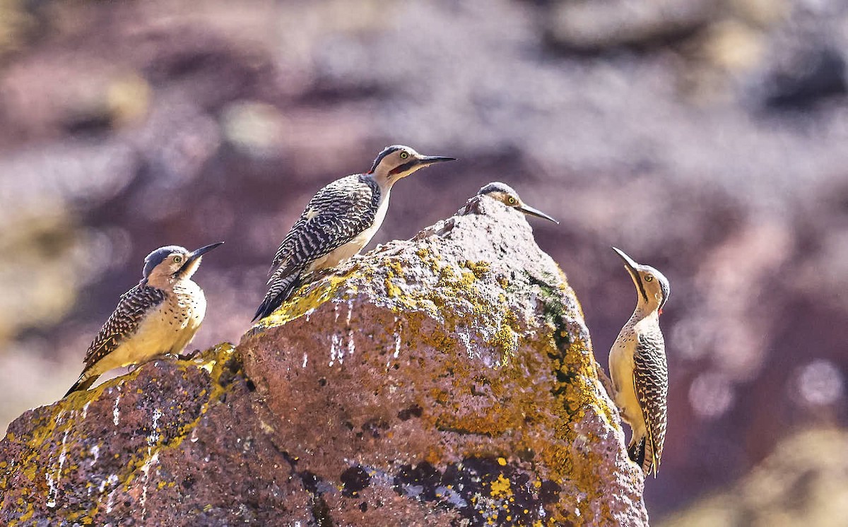 Andean Flicker - ML625565269
