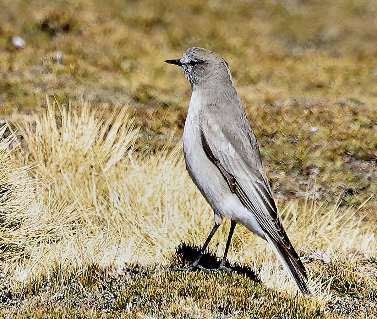 White-fronted Ground-Tyrant - ML625565276