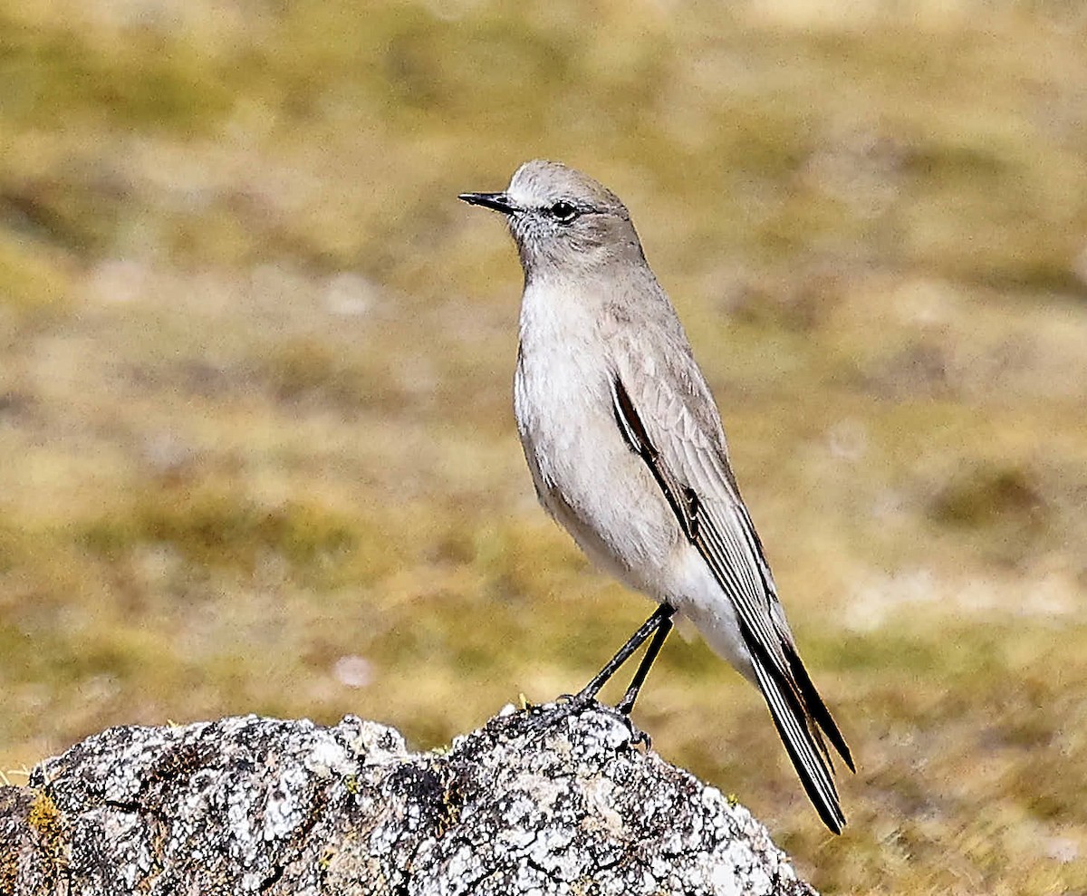 White-fronted Ground-Tyrant - ML625565277