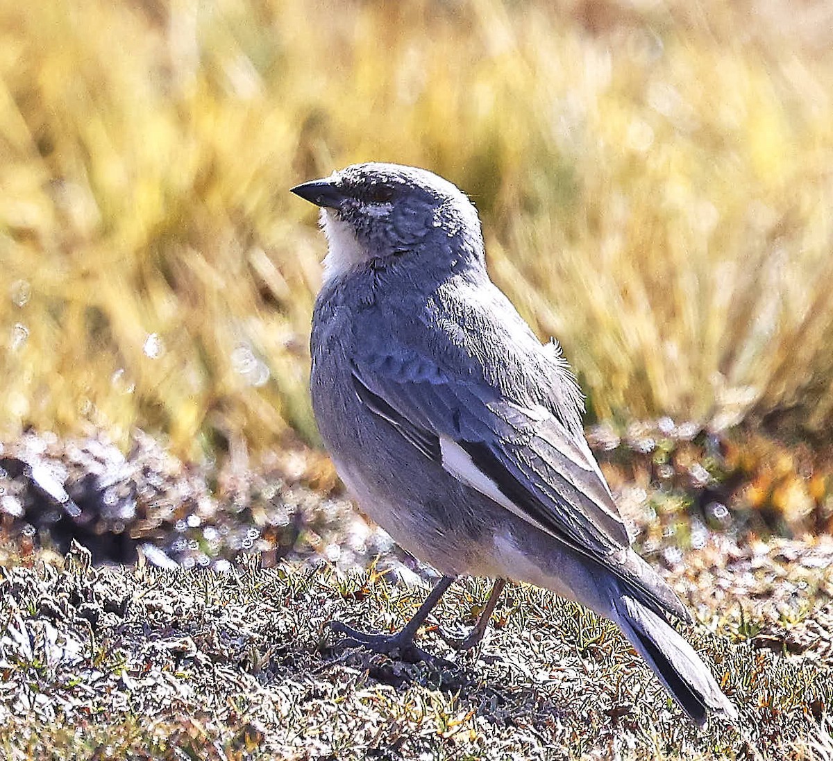 Glacier Finch - ML625565281
