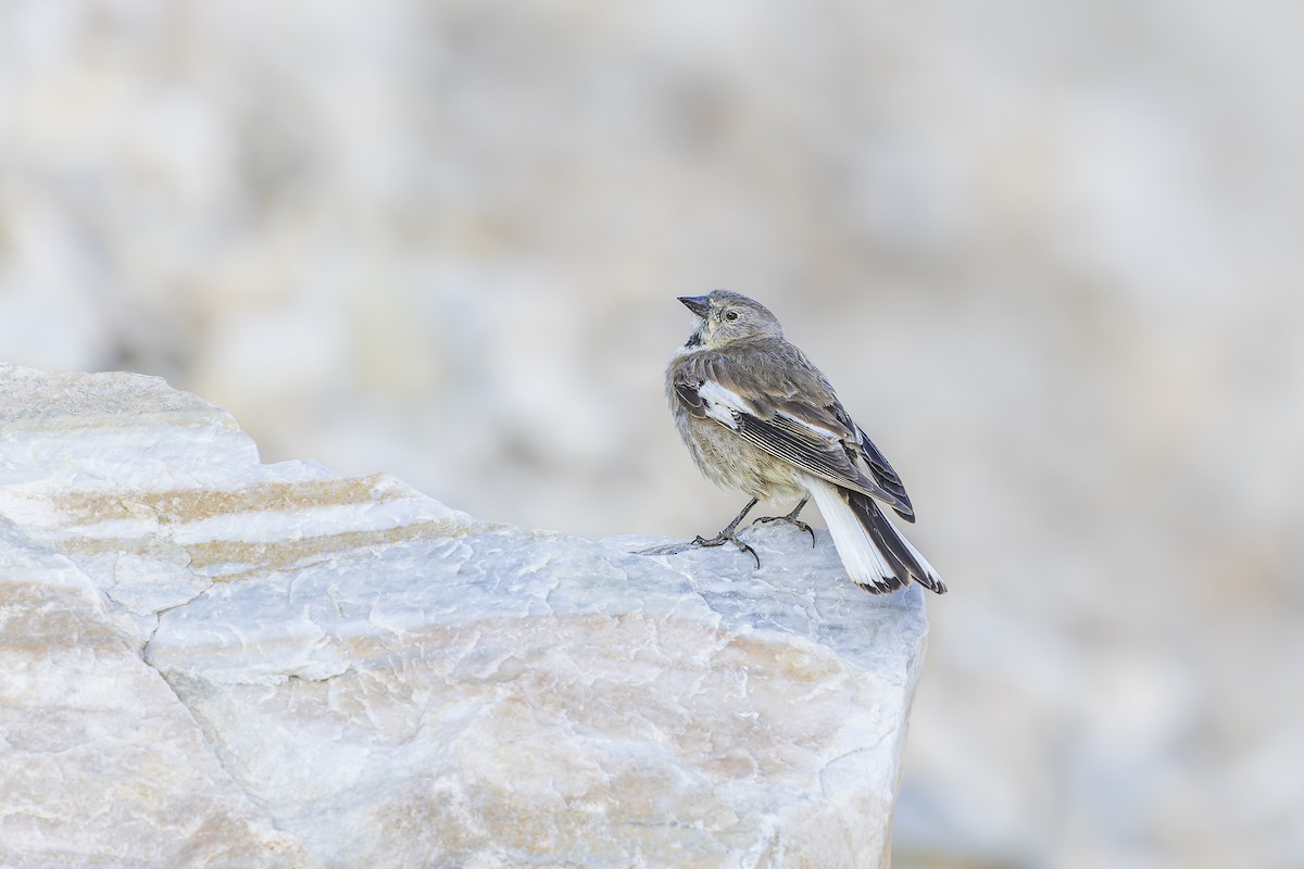 Black-winged Snowfinch - ML625565284