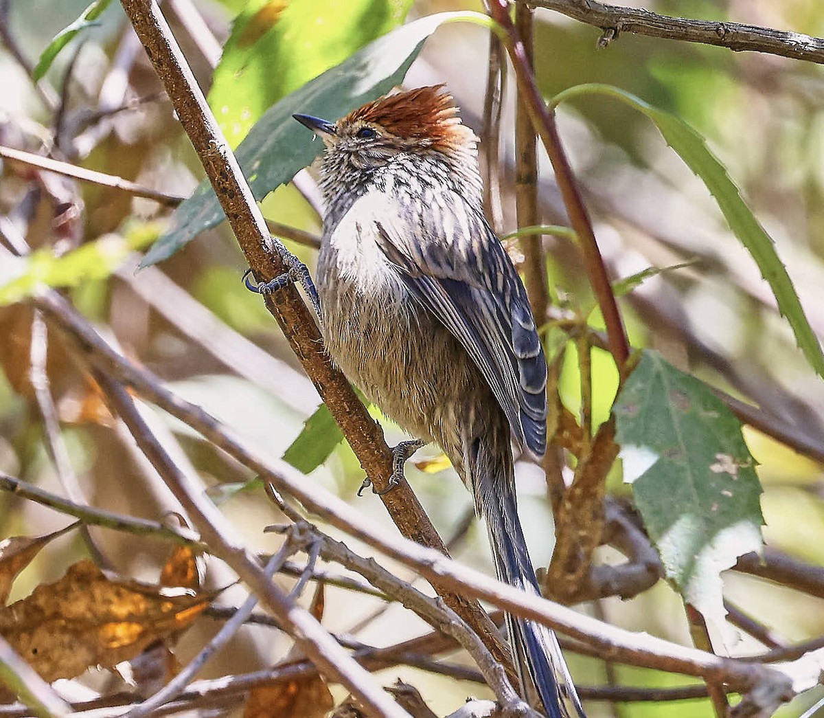 Rusty-crowned Tit-Spinetail - ML625565381