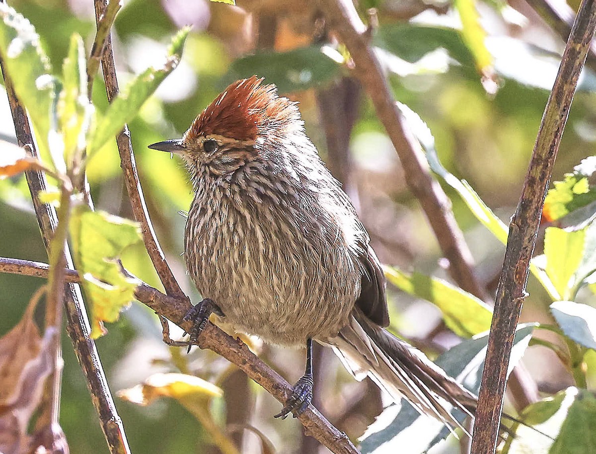 Rusty-crowned Tit-Spinetail - ML625565382