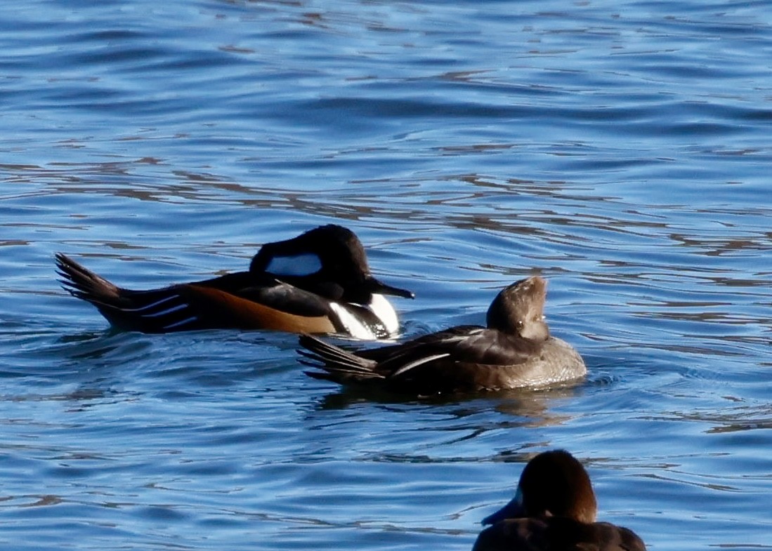 Hooded Merganser - Lee Anne Beausang