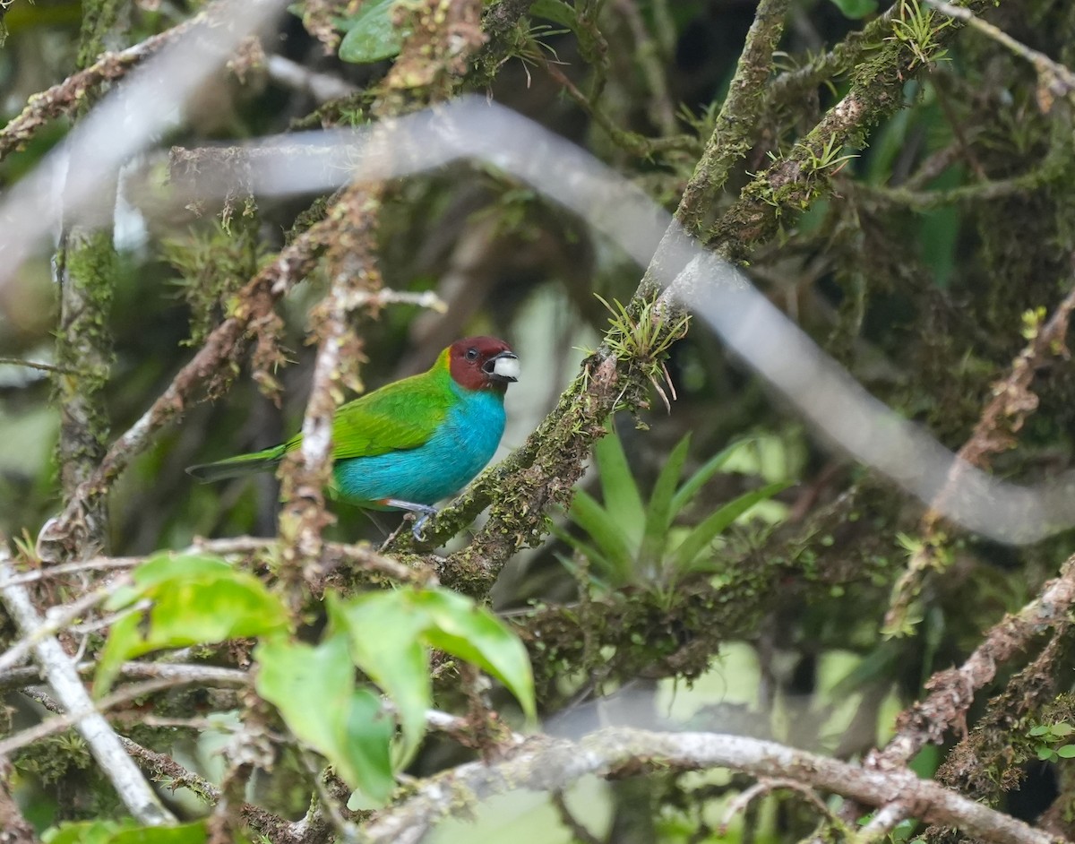 Bay-headed Tanager - Mark Whiffin