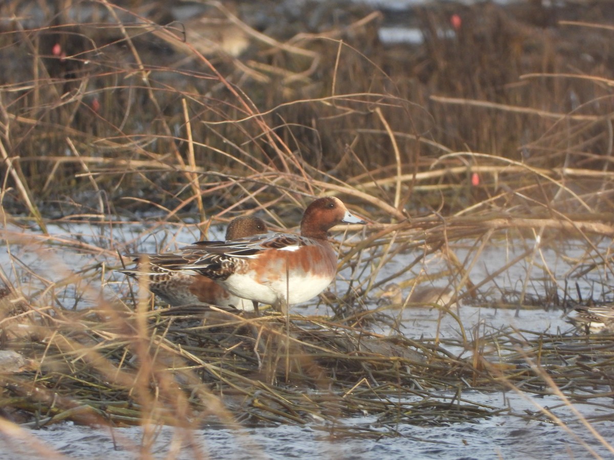 Canard siffleur - ML625565435