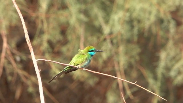 Arabian Green Bee-eater - ML625565514