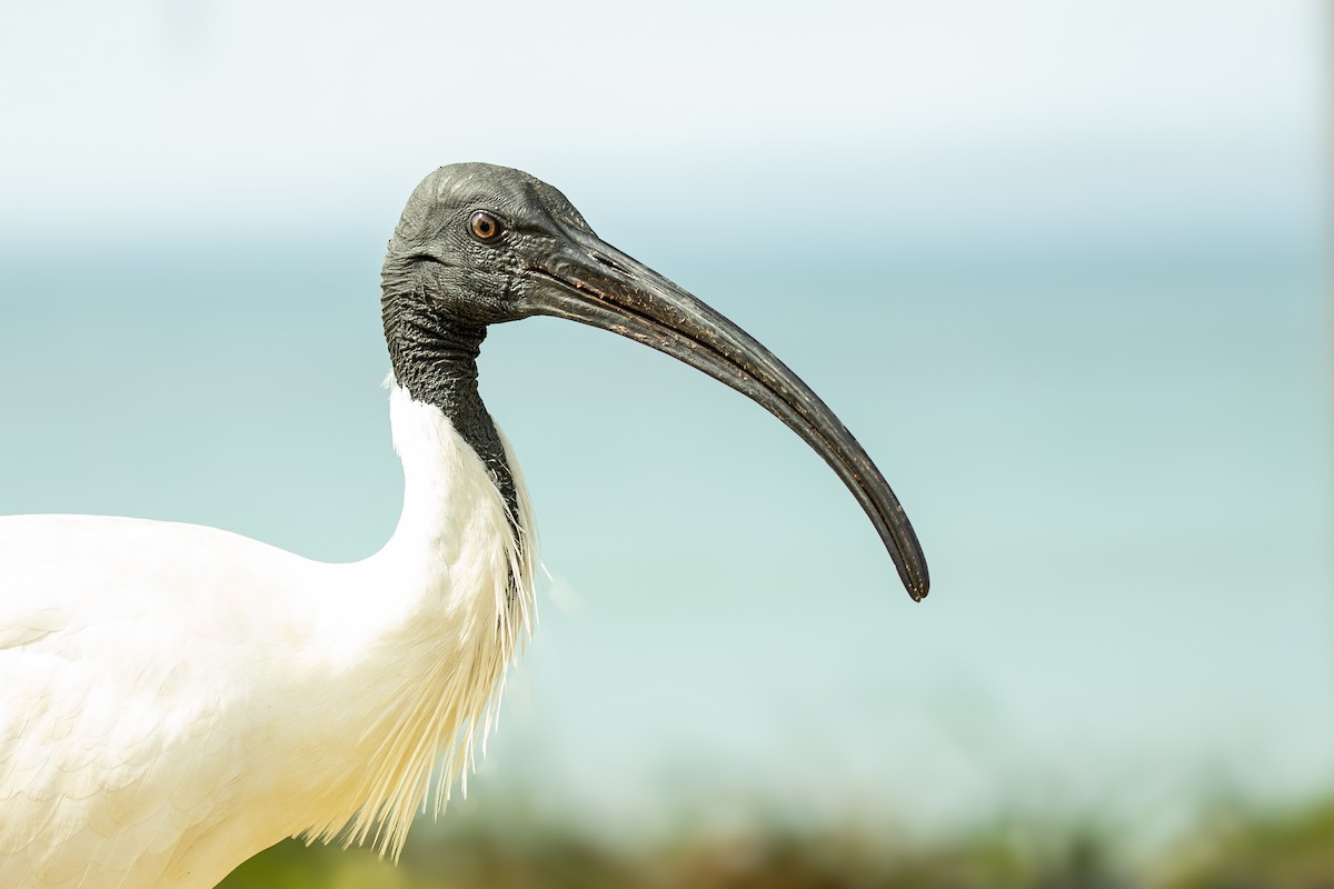 Australian Ibis - Kate McKay
