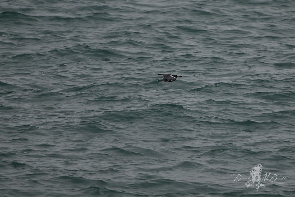 Belted Kingfisher - ML625565637