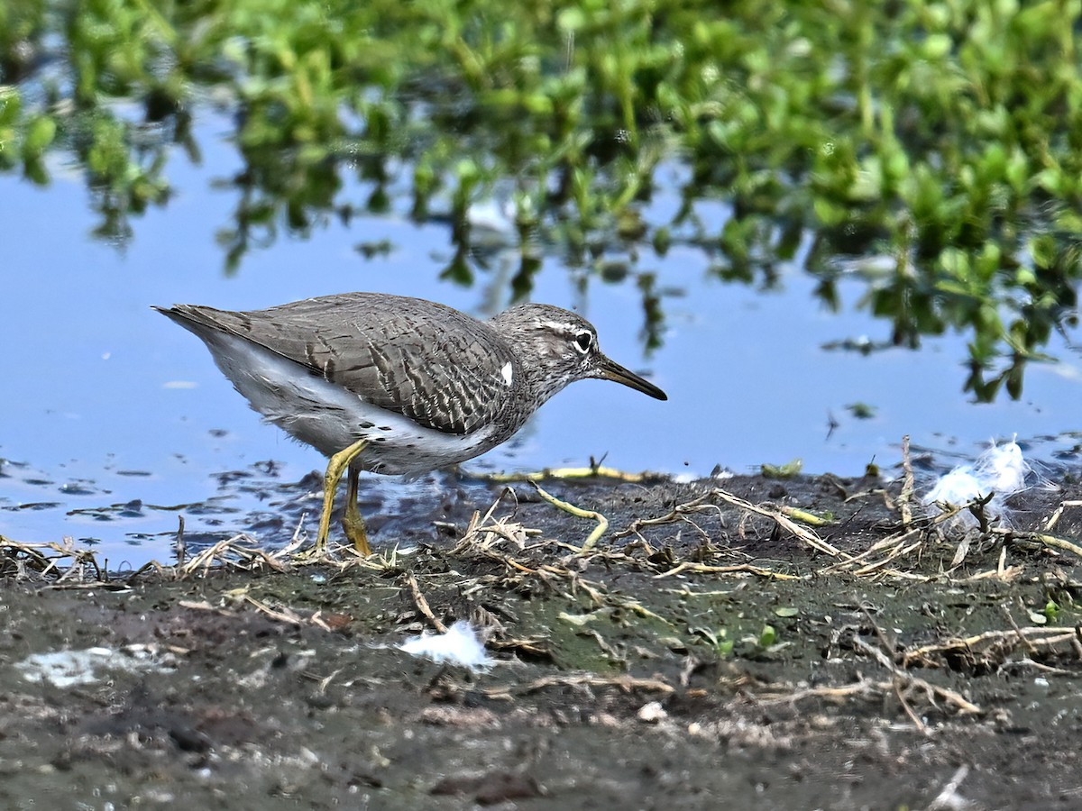 Spotted Sandpiper - ML625565691