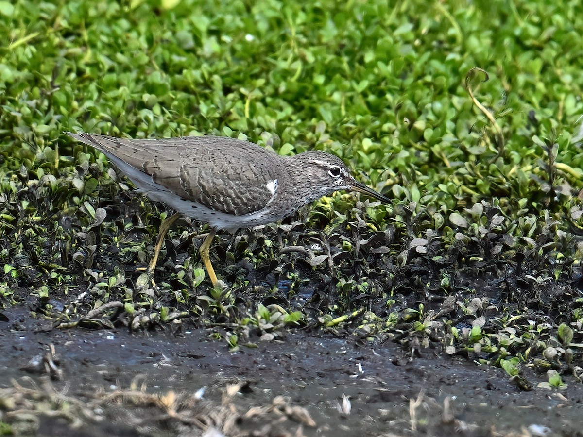 Spotted Sandpiper - ML625565692