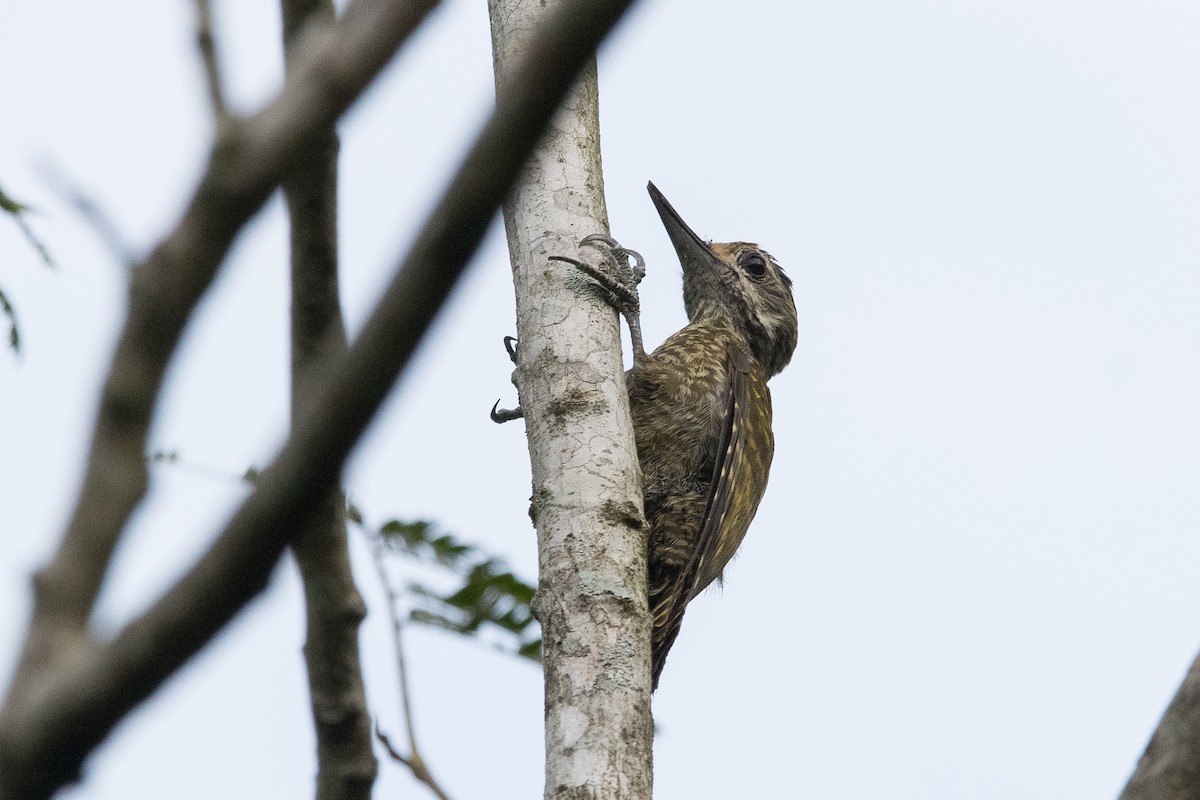 White-spotted Woodpecker - ML625565731