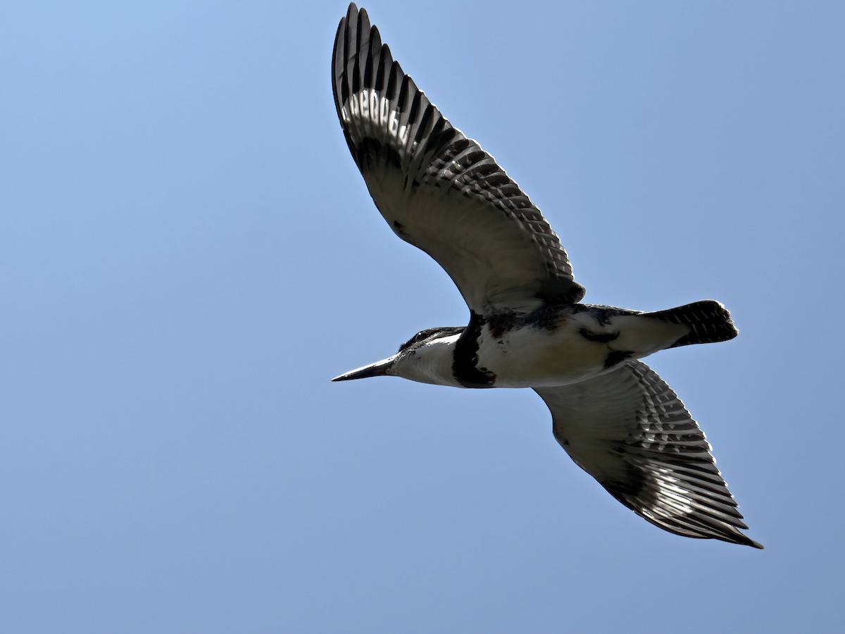 Belted Kingfisher - ML625565798