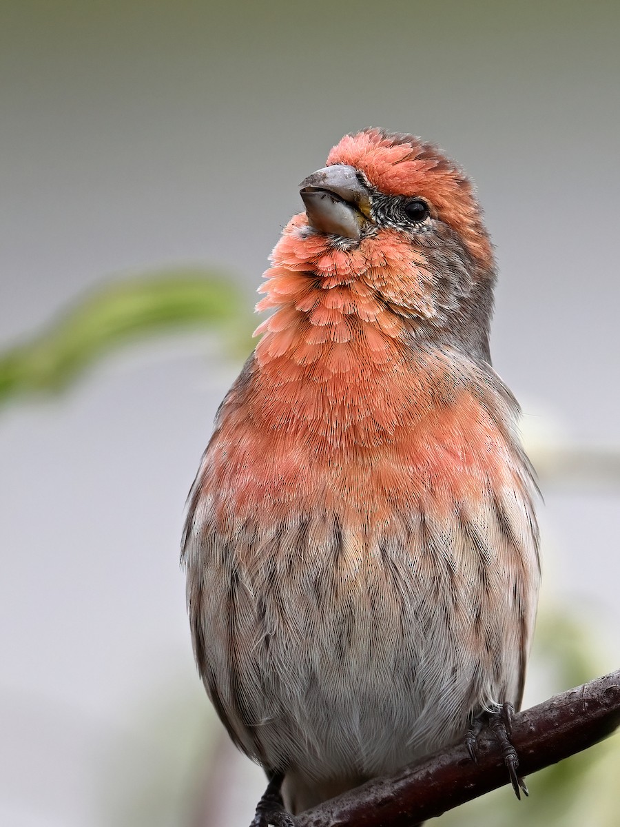 House Finch - peng su