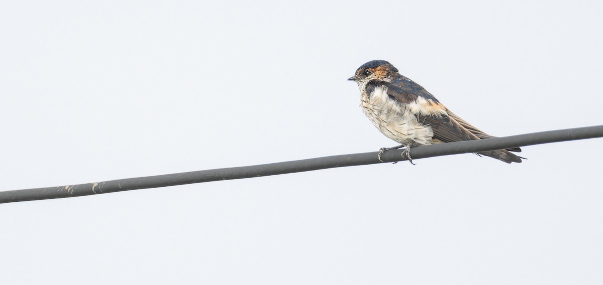 Golondrina Dáurica Oriental (grupo striolata) - ML625565880