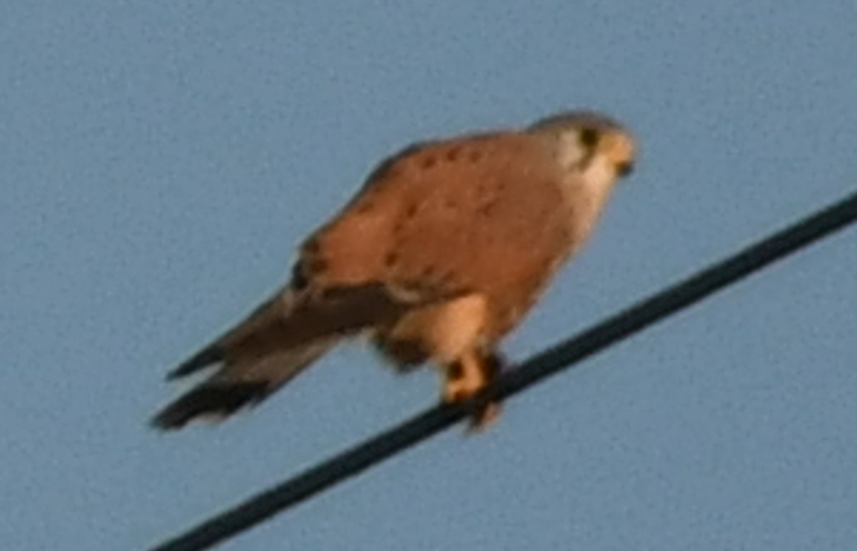 Eurasian Kestrel - ML625565886
