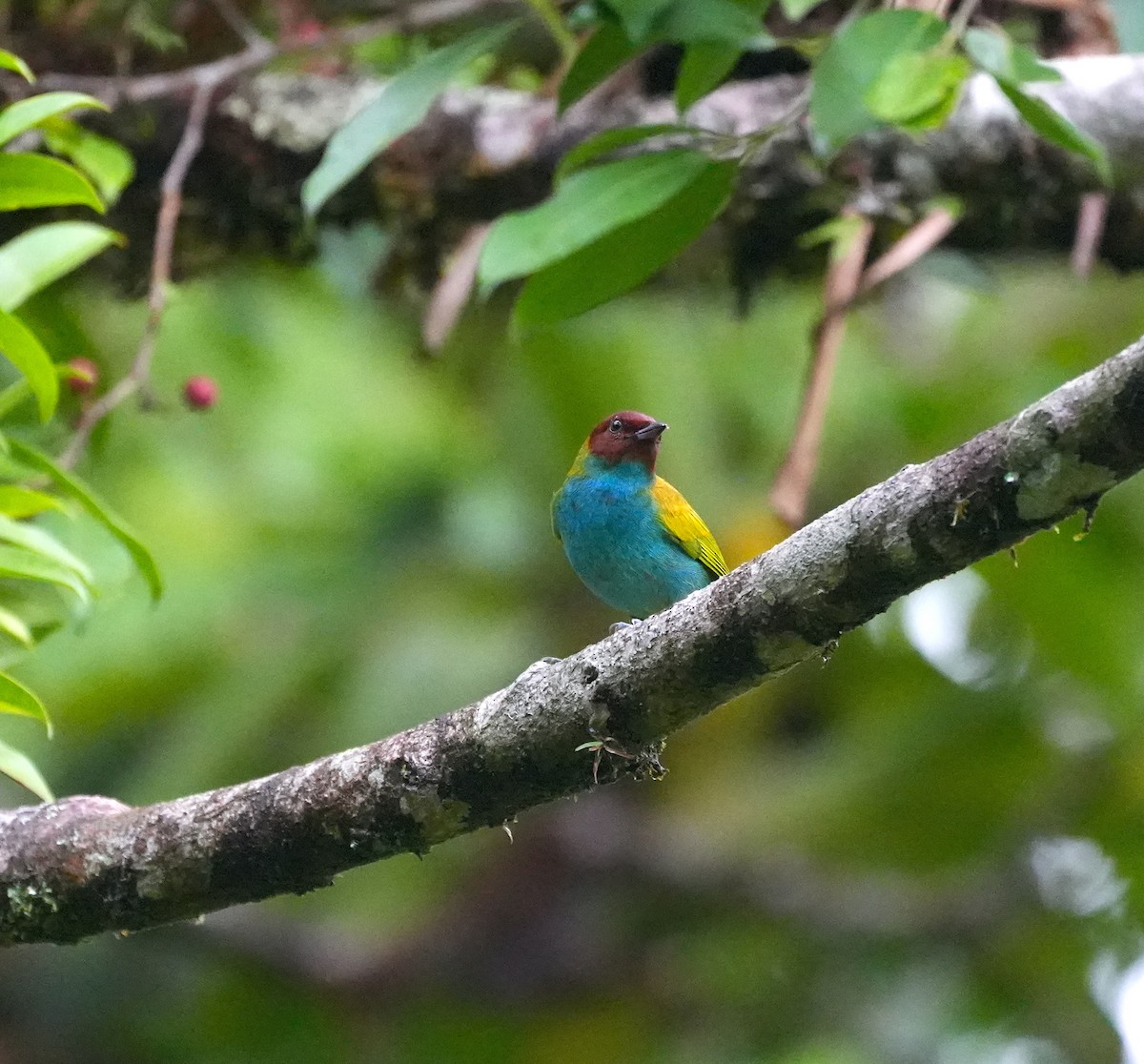 Bay-headed Tanager - ML625565901