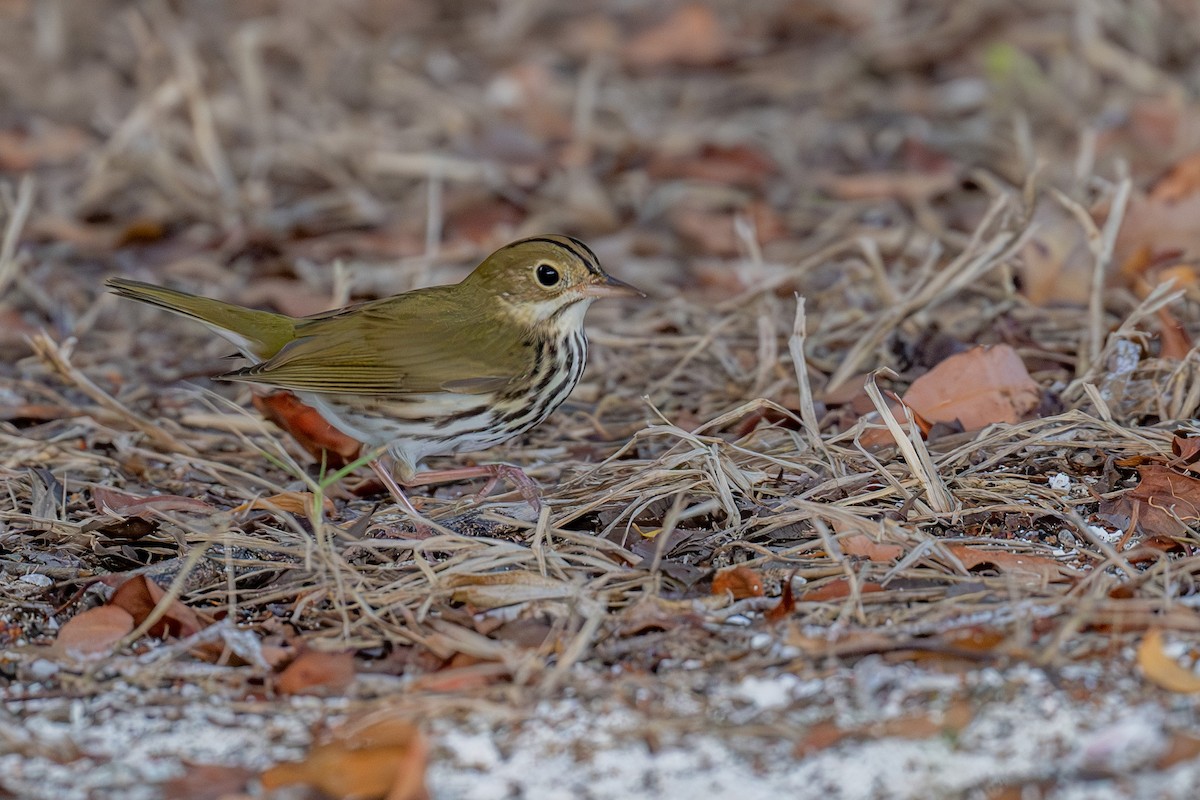 Ovenbird - ML625565929