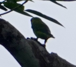 Double-eyed Fig-Parrot - ML625565932