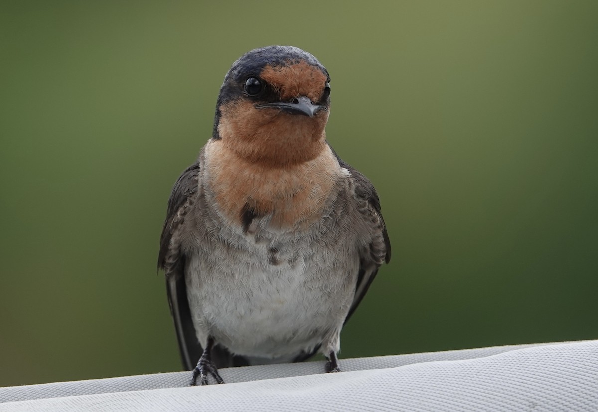 Welcome Swallow - ML625565961