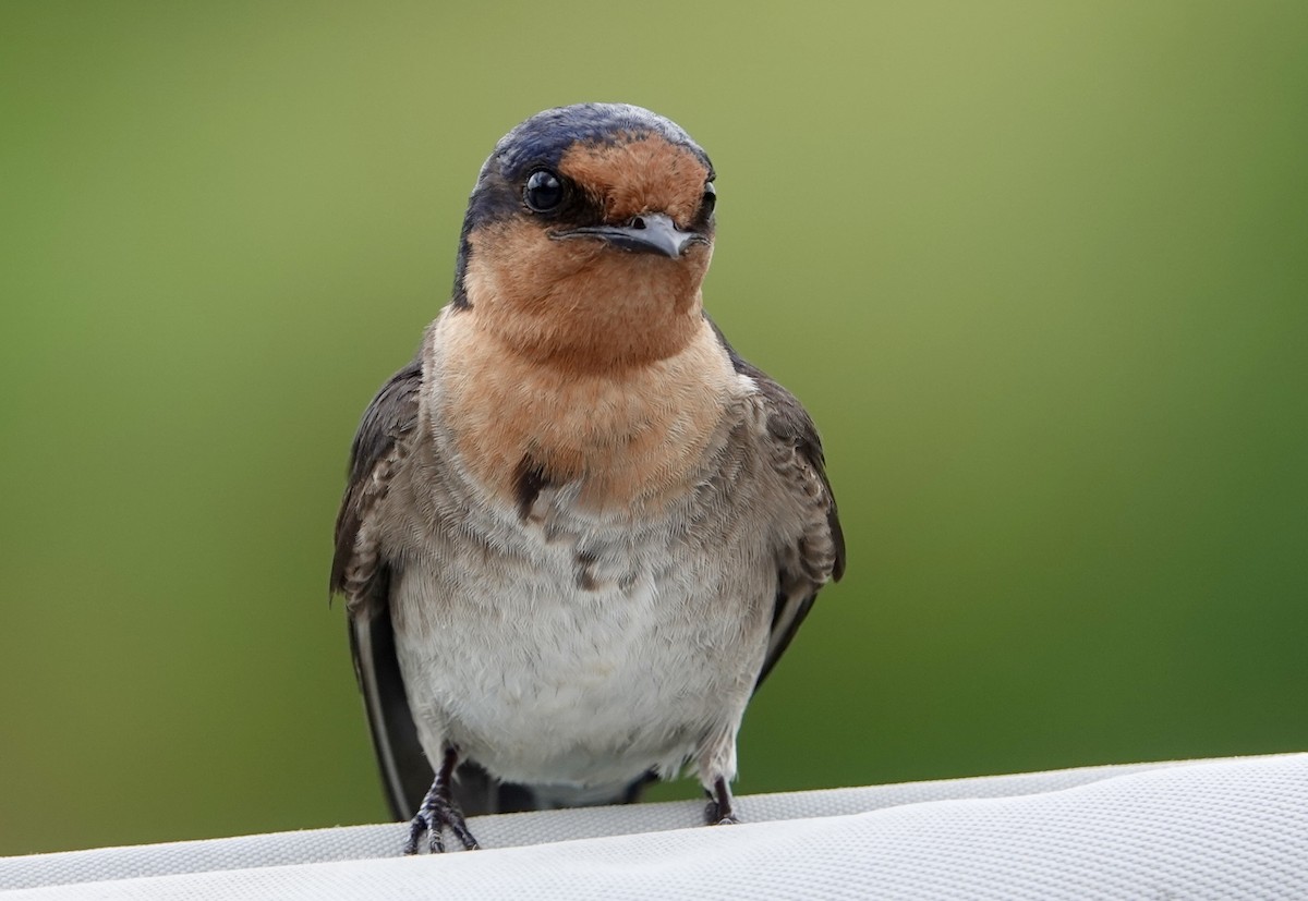 Welcome Swallow - ML625565962