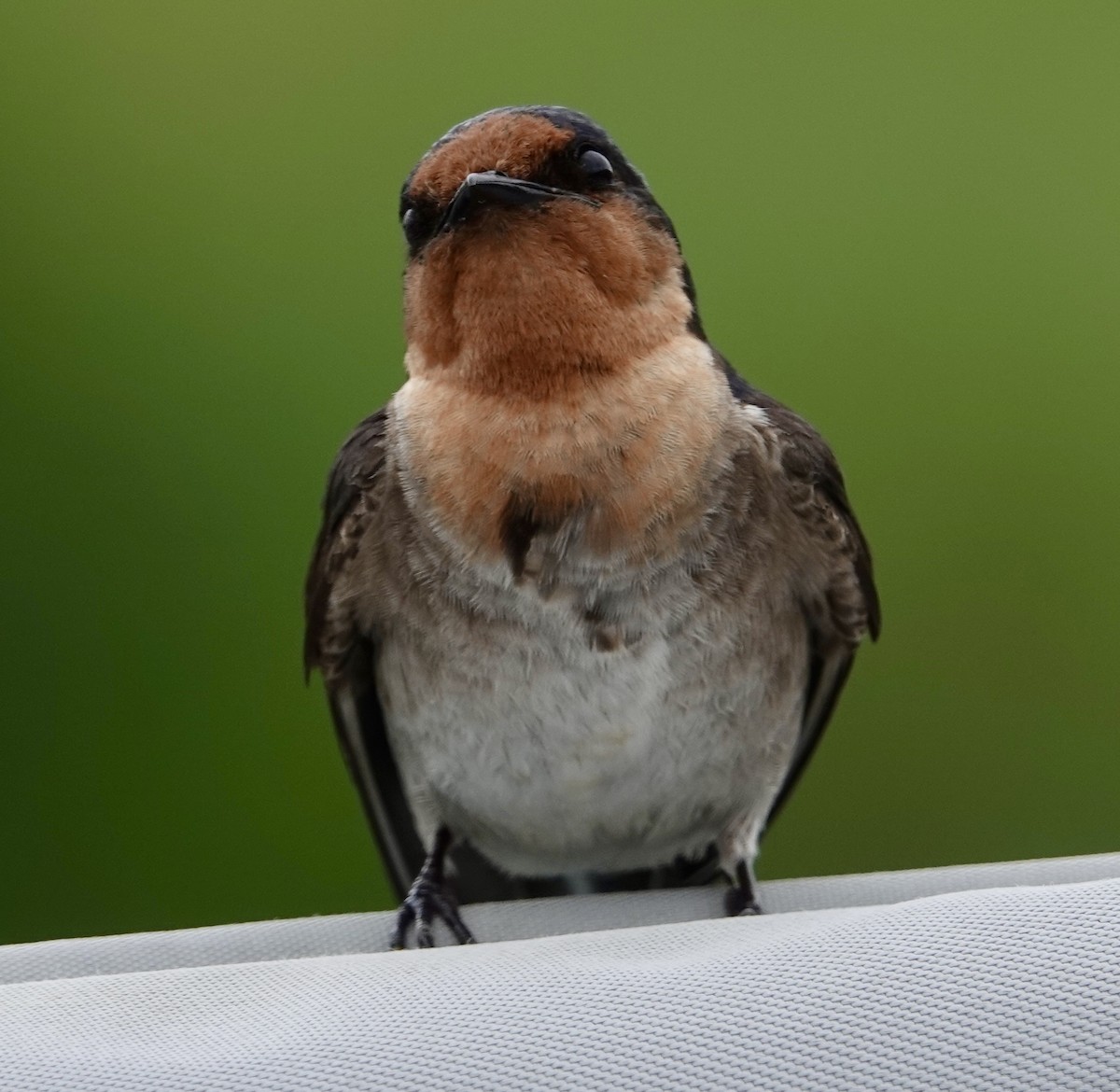 Welcome Swallow - ML625565963
