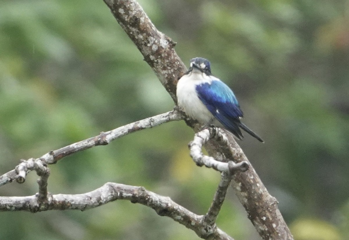 Forest Kingfisher - ML625565983
