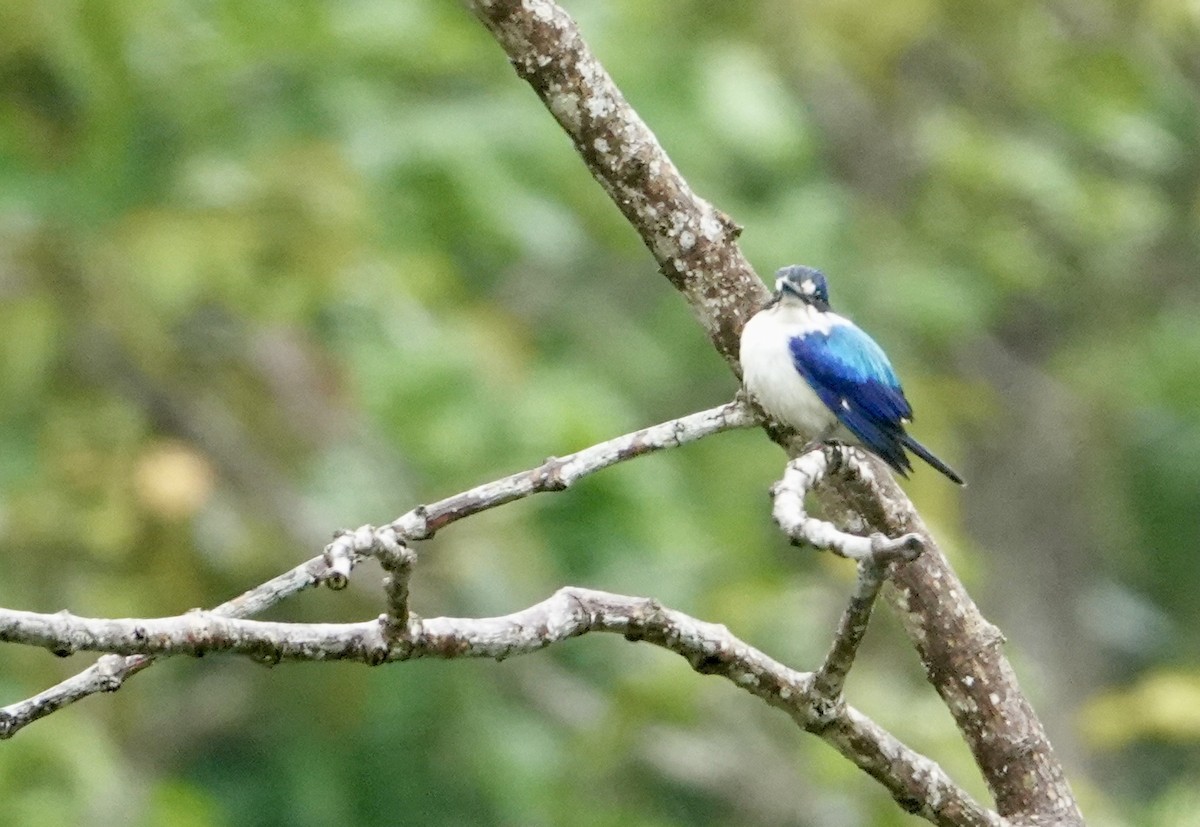 Forest Kingfisher - ML625565984