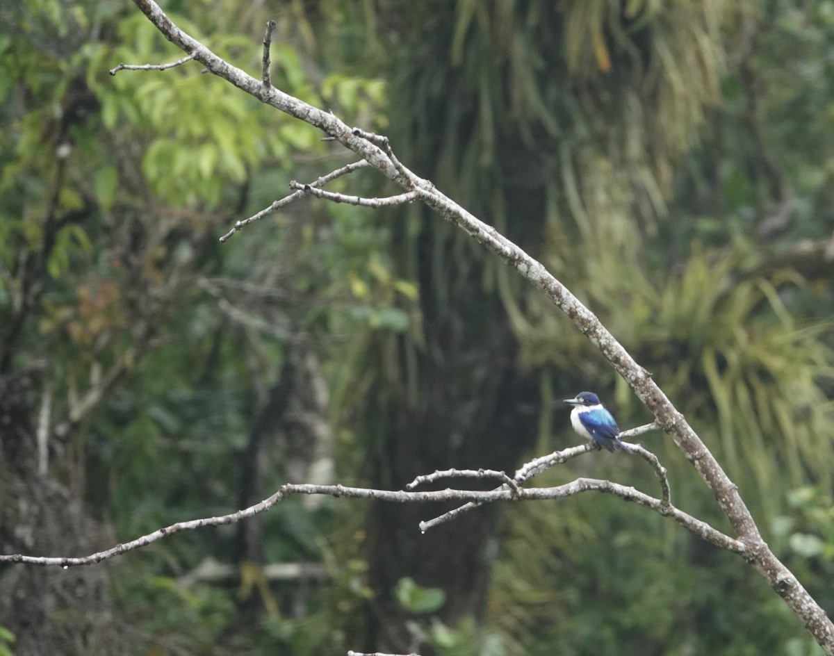 Forest Kingfisher - ML625565985