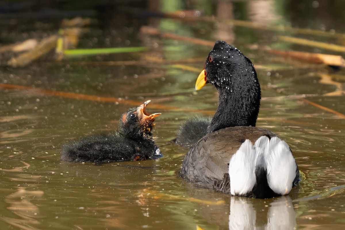 Red-fronted Coot - ML625566065