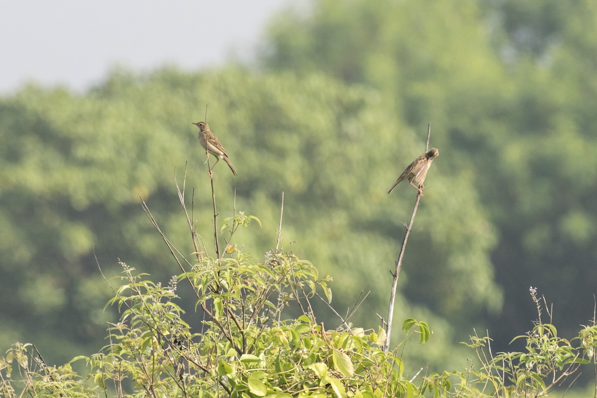 Richard's Pipit - ML625566143