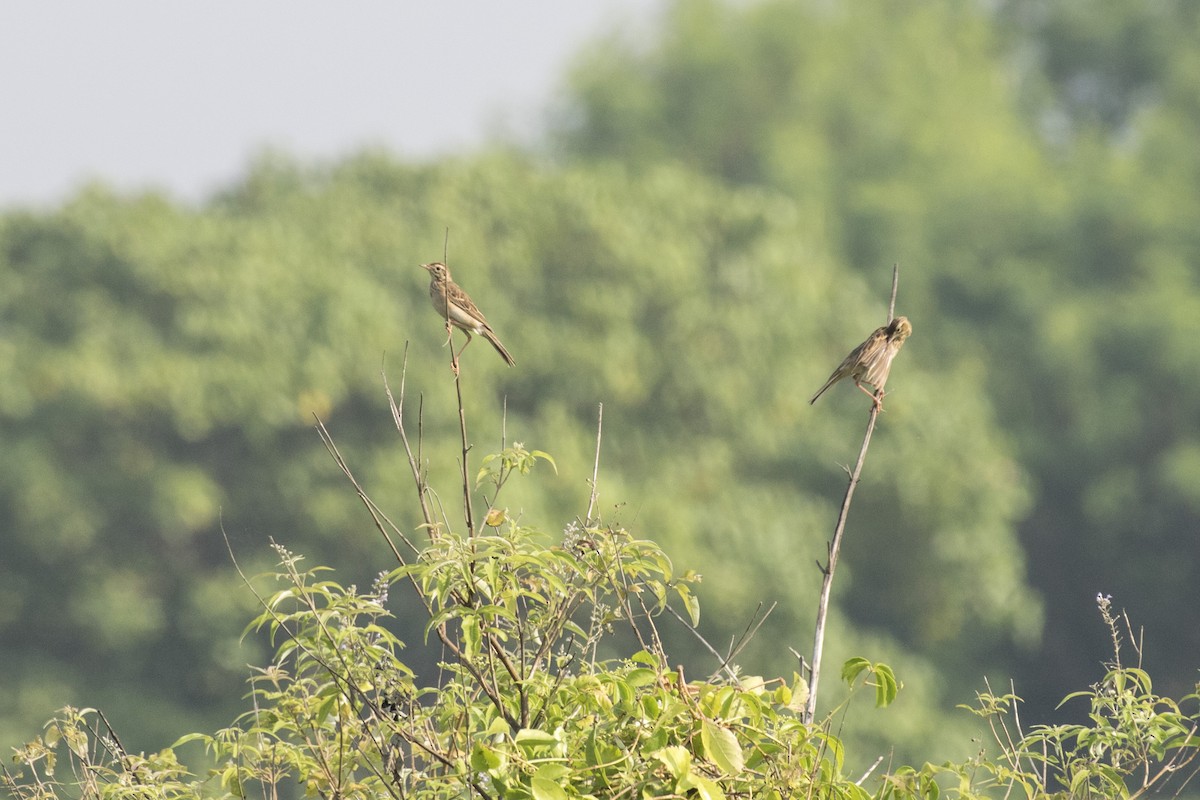 Richard's Pipit - ML625566144