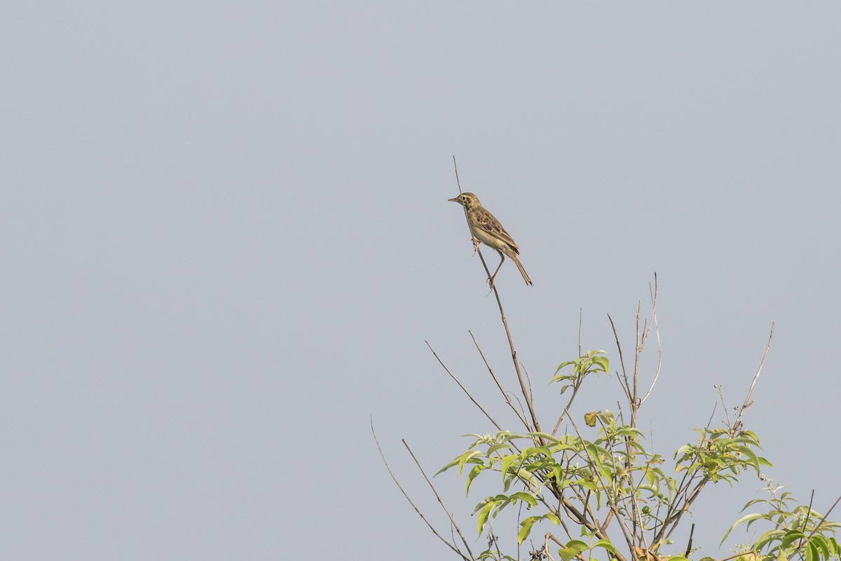 Richard's Pipit - ML625566145