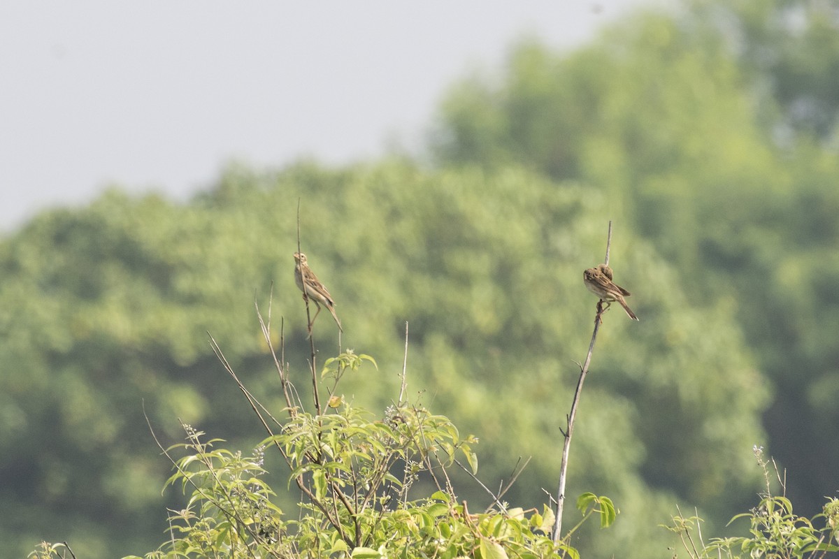 Richard's Pipit - ML625566146