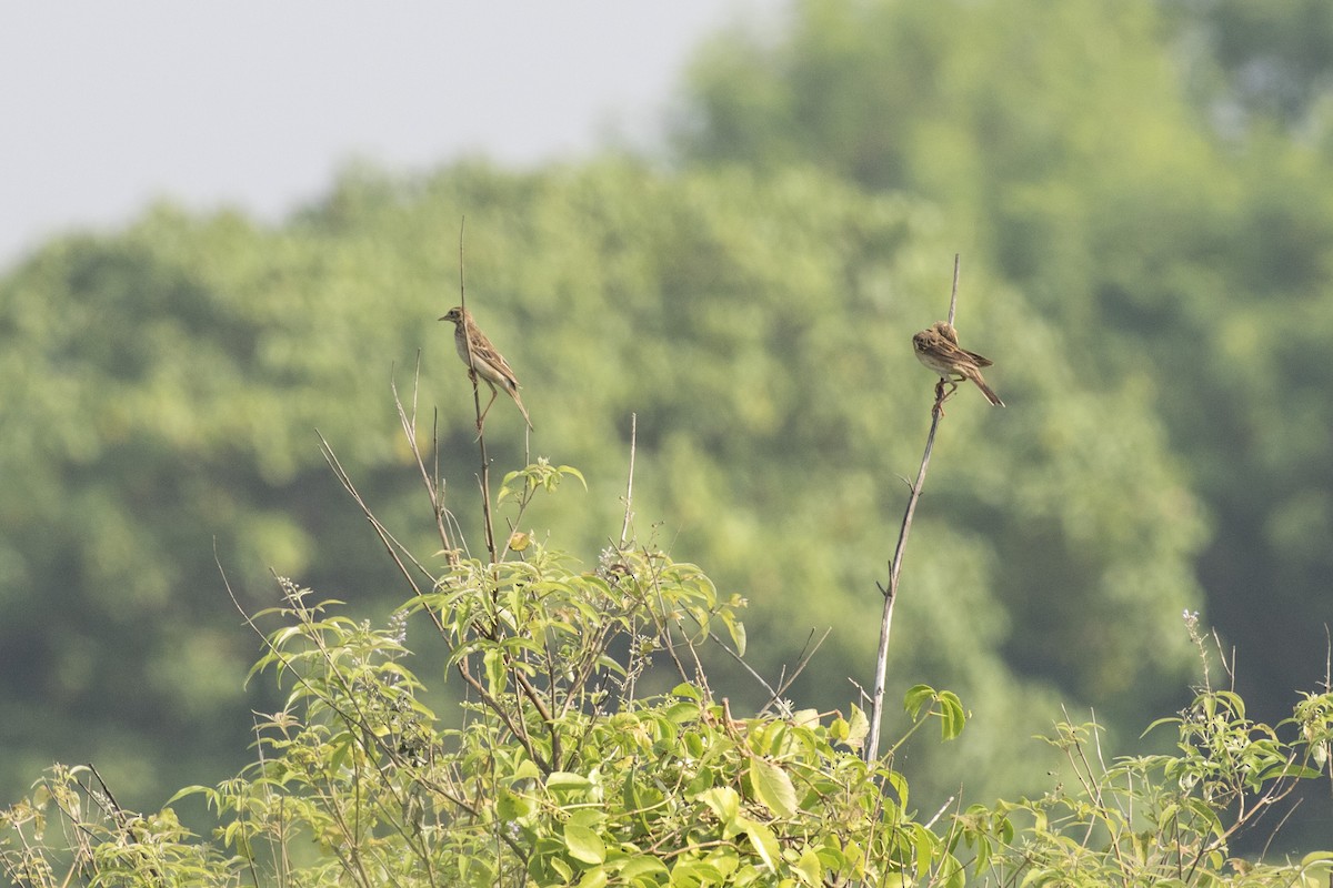 Richard's Pipit - ML625566147